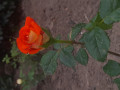 upload_img1