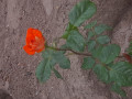 upload_img1
