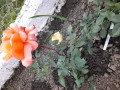 upload_img1