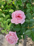 upload_img1