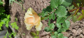 upload_img1