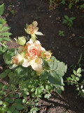 upload_img1