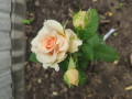 upload_img1