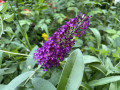 upload_img1
