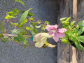 upload_img1
