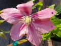 upload_img1