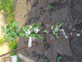 upload_img1