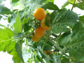 upload_img1