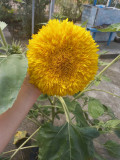 upload_img1