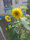 upload_img1
