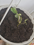 upload_img1