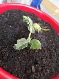 upload_img1
