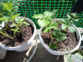 upload_img1