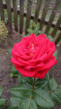upload_img1