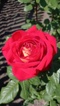 upload_img1