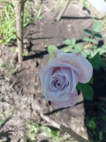 upload_img1