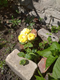 upload_img1