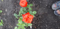 upload_img1