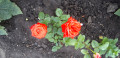 upload_img1