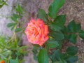 upload_img1