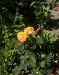upload_img1