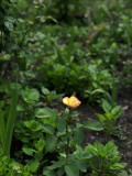 upload_img1