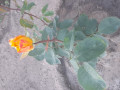 upload_img1