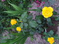 upload_img1
