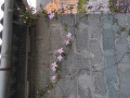 upload_img1