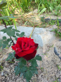 upload_img1