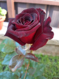 upload_img1