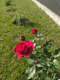 upload_img1