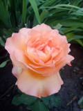 upload_img1