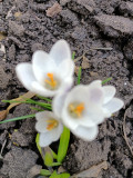 upload_img1