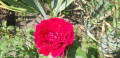 upload_img1