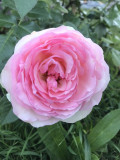 upload_img1