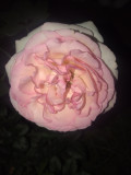 upload_img1