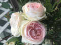 upload_img1