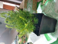 upload_img1