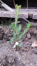 upload_img1