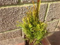 upload_img1