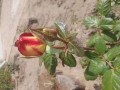 upload_img1