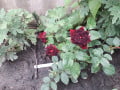 upload_img1