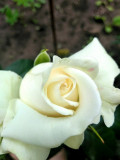 upload_img1
