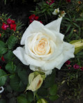 upload_img1