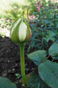 upload_img1