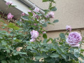 upload_img1