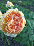 upload_img1