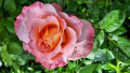 upload_img1