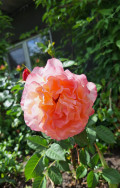 upload_img1
